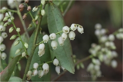 Vaccinium neilgherrense